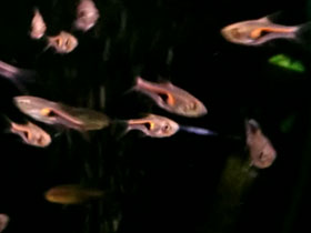 Смотреть фото Расбора Хенгеля Фото Расбора Хенгеля