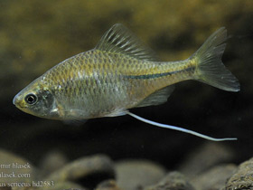 Смотреть фото Обыкновенный горчак Фото Обыкновенный горчак