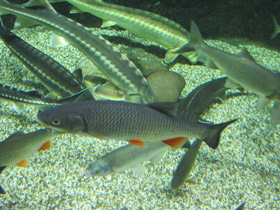 Смотреть фото Плотва Фото Плотва