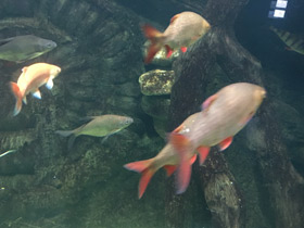 Смотреть фото Краснопёрка Фото Краснопёрка