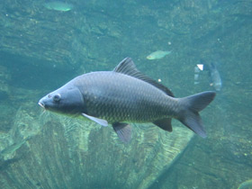 Смотреть фото Линь Фото Линь