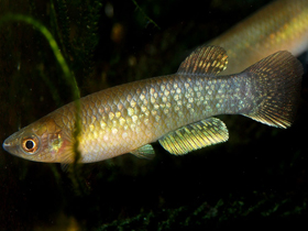 Фото Панхакс Арну