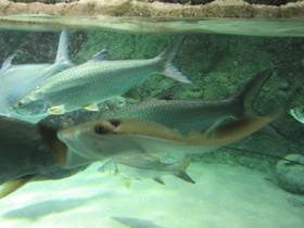 Смотреть фото Большеглазая сельдь Фото Большеглазая сельдь