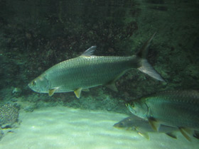 Смотреть фото Большеглазая сельдь Фото Большеглазая сельдь