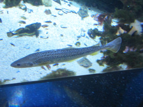 Смотреть фото Северная навага Фото Северная навага