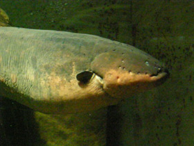 Смотреть фото Электрический угорь Фото Электрический угорь