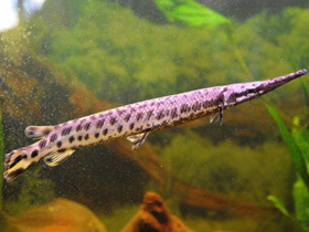 Фото Костные ганоиды