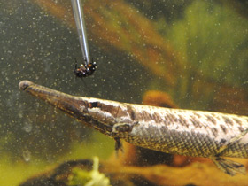 Фото Костные ганоиды