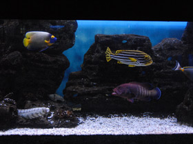 Фото Звездчатая мурена