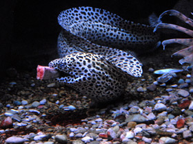 Смотреть фото Леопардовая мурена Фото Леопардовая мурена