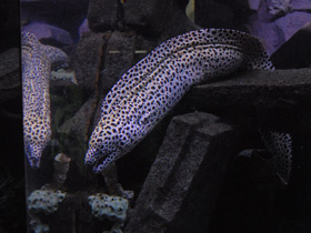 Смотреть фото Леопардовая мурена Фото Леопардовая мурена
