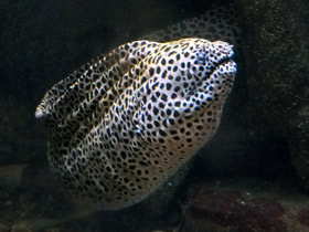 Смотреть фото Леопардовая мурена Фото Леопардовая мурена