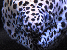 Леопардовая мурена