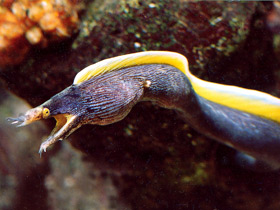 Носатая мурена