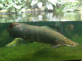 Фото Арапаима