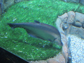 Смотреть фото Индийский глазчатый нож Фото Индийский глазчатый нож