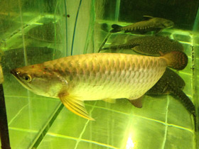 Смотреть фото Чёрная аравана Фото Чёрная аравана