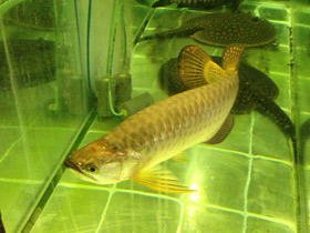 Смотреть фото Чёрная аравана Фото Чёрная аравана