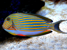 Полосатый хирург