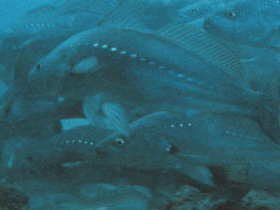 Смотреть фото Австралийский серебристый горбыль Фото Австралийский серебристый горбыль