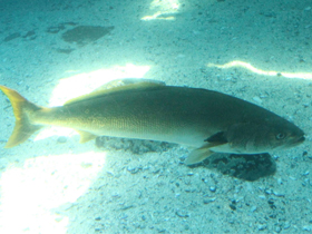 Фото Горбыль