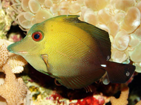 Бурая зебрасома