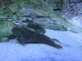 Смотреть фото Морская собачка Фото Морская собачка