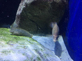 Смотреть фото Морская собачка Фото Морская собачка