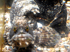 Японская мохнатоголовая собачка