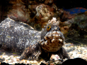 Японская мохнатоголовая собачка