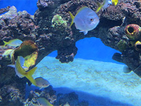 Смотреть фото Цезионовые Фото Цезионовые