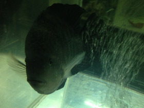 Смотреть фото Гаитянская цихлида Фото Гаитянская цихлида