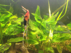 Фото Скалярия