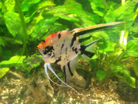 Фото Скалярия