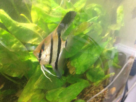 Фото Скалярия