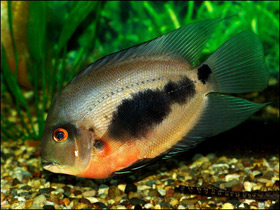 Чернопятнистый уару