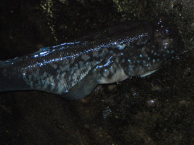 Смотреть фото Илистый прыгун Фото Илистый прыгун