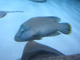 Фото Рыба-наполеон