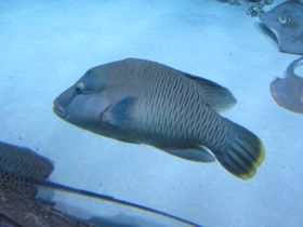 Фото Рыба-наполеон