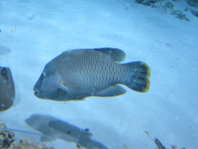 Фото Рыба-наполеон