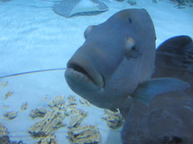 Фото Рыба-наполеон