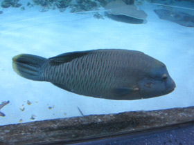 Фото Рыба-наполеон