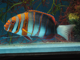 Смотреть фото Полосатый клыкастый губан Фото Полосатый клыкастый губан