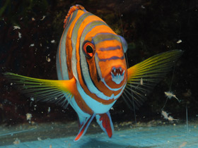 Смотреть фото Полосатый клыкастый губан Фото Полосатый клыкастый губан