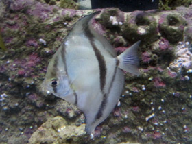 Смотреть фото Тёмный монодактил Фото Тёмный монодактил