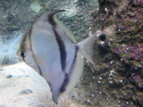 Смотреть фото Тёмный монодактил Фото Тёмный монодактил