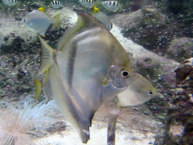 Смотреть фото Тёмный монодактил Фото Тёмный монодактил