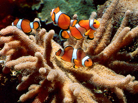 Ложный клоун