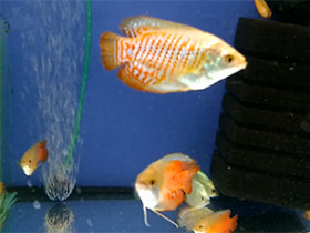 Смотреть фото Лялиус Фото Лялиус