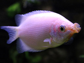 Фото Целующийся гурами